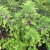 American Beautyberry II 8-21-23