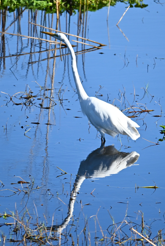 Two Great Egrets  10-15-25