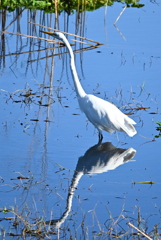 Two Great Egrets  10-15-25