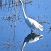Two Great Egrets  10-15-25