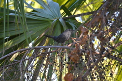 Gray Catbird 10-30-24