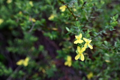 Hypericum hypericoides  7-9-25