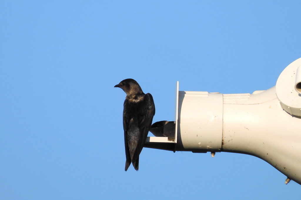 Female and Young Purple Martins 6-27-23