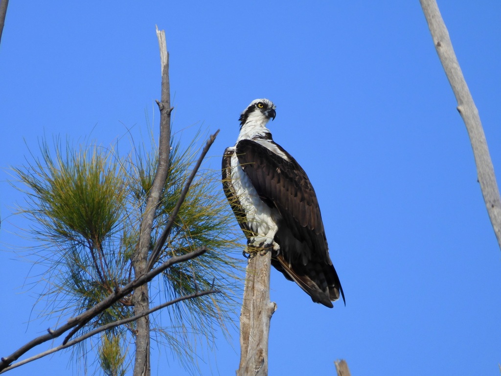 Osprey I 9-17-23