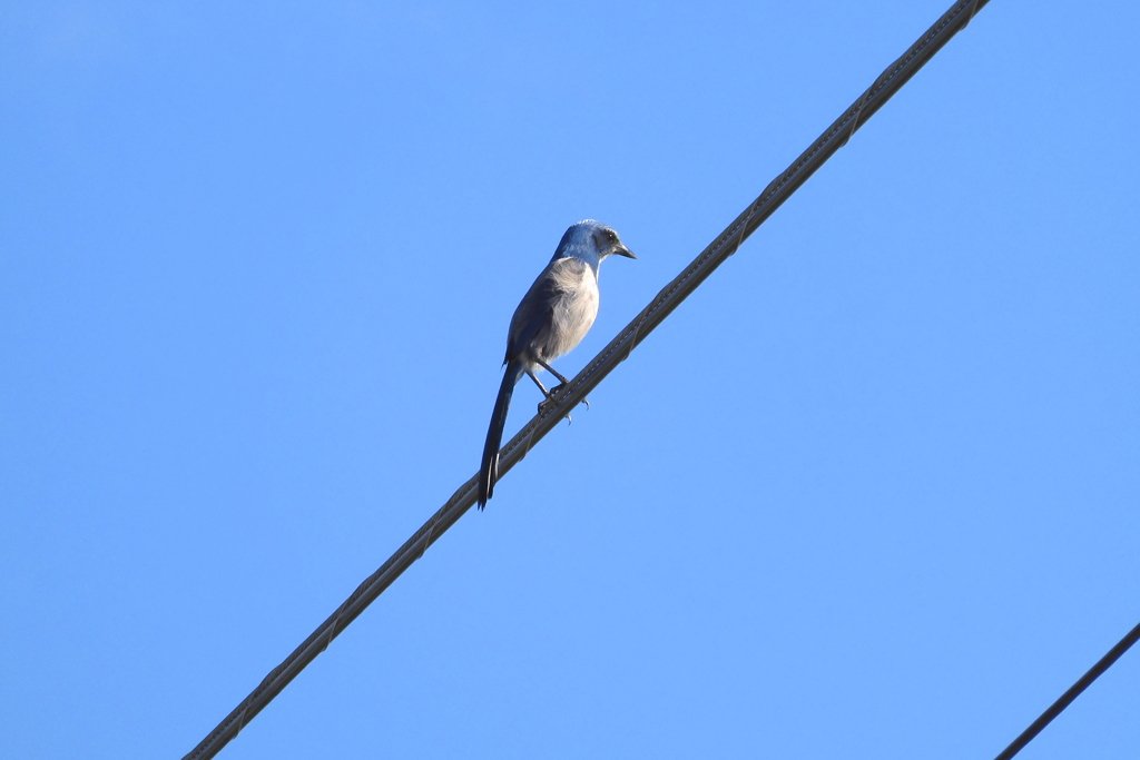 Anotehr Scrub Jay 3-1-23