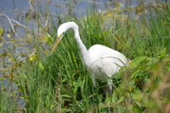 Great Egret Hunting II 3-5-24
