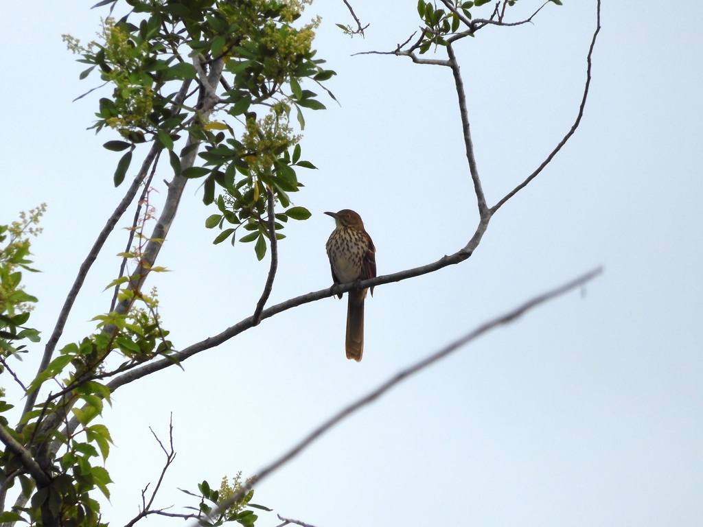Brown Thrasher I 10-14-23