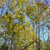 Cypress Swamp 11-29-23