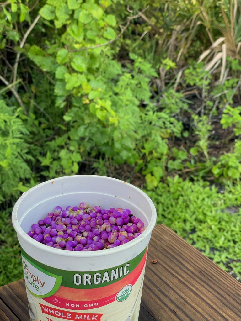 Beautyberry Picking 2 8-24-24