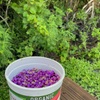 Beautyberry Picking 2 8-24-24