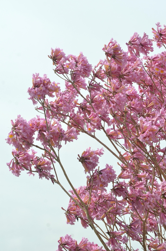 Pink Trumpet Tree V 2-11-23