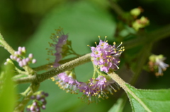 American Beautyberry II 7-9-25