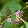 American Beautyberry II 7-9-25