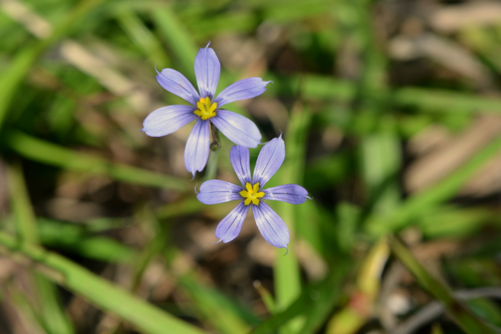 Narrowleaf Blue-Eyed Grass I 3-5-24