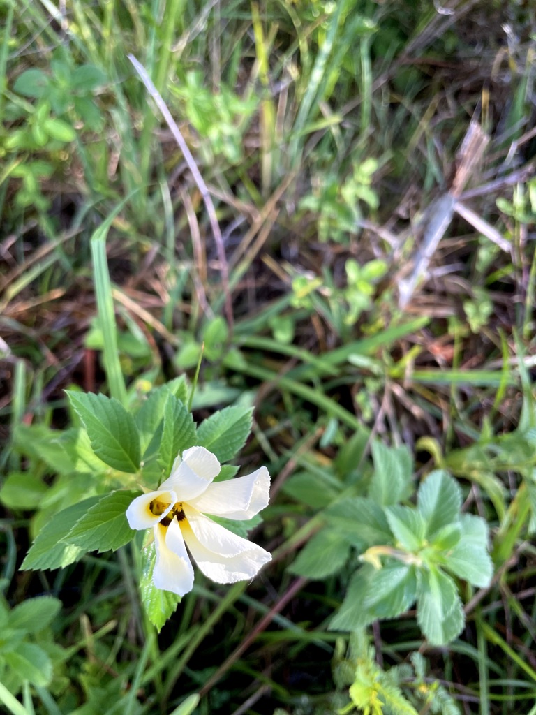 Turnera subulata 8-2-23