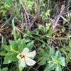 Turnera subulata 8-2-23
