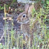 Eastern Cottontail I 8-6-23