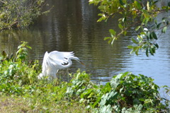 Great Egret again II 1-24-23