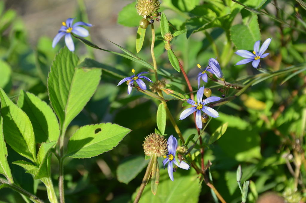 Blue Eyed Grass II 2-9-23
