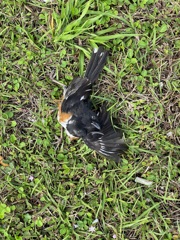 (RIP) Eastern Towhee ♂ 3-6-24