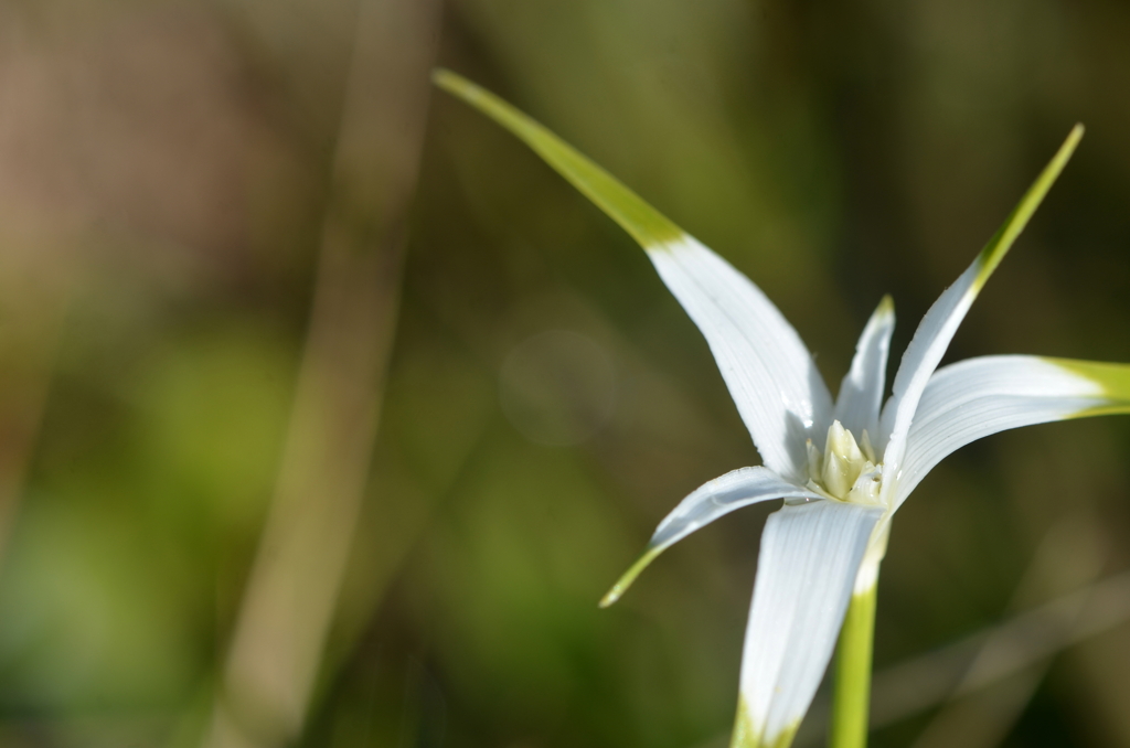 With Morning Dew　3-22-25