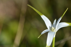 With Morning Dew　3-22-25