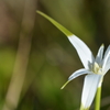 With Morning Dew　3-22-25