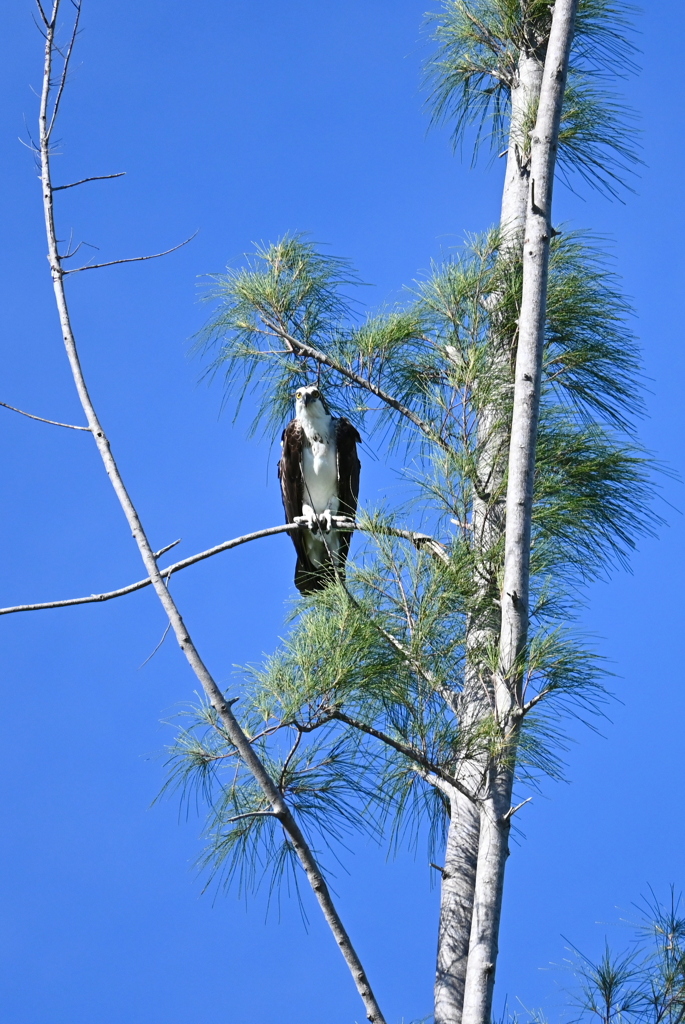 Osprey 1-vi 8-31-24