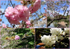 鶴岡八幡宮の八重の桜たち　2024-4-11