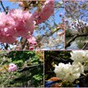鶴岡八幡宮の八重の桜たち　2024-4-11