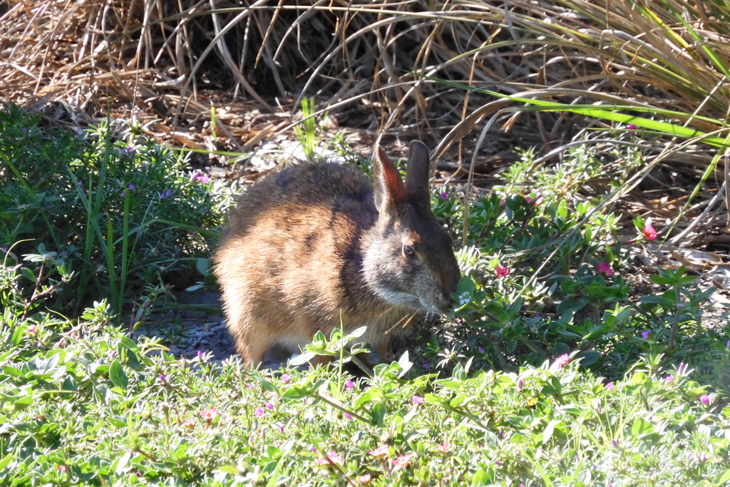 Marsh Rabbit 6-27-23
