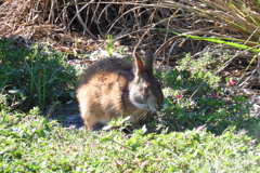 Marsh Rabbit 6-27-23