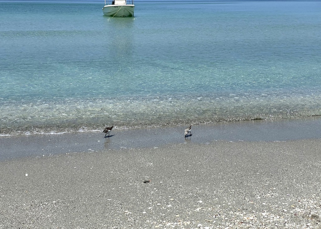 Sanderling and Black-bellied Plover 6-22
