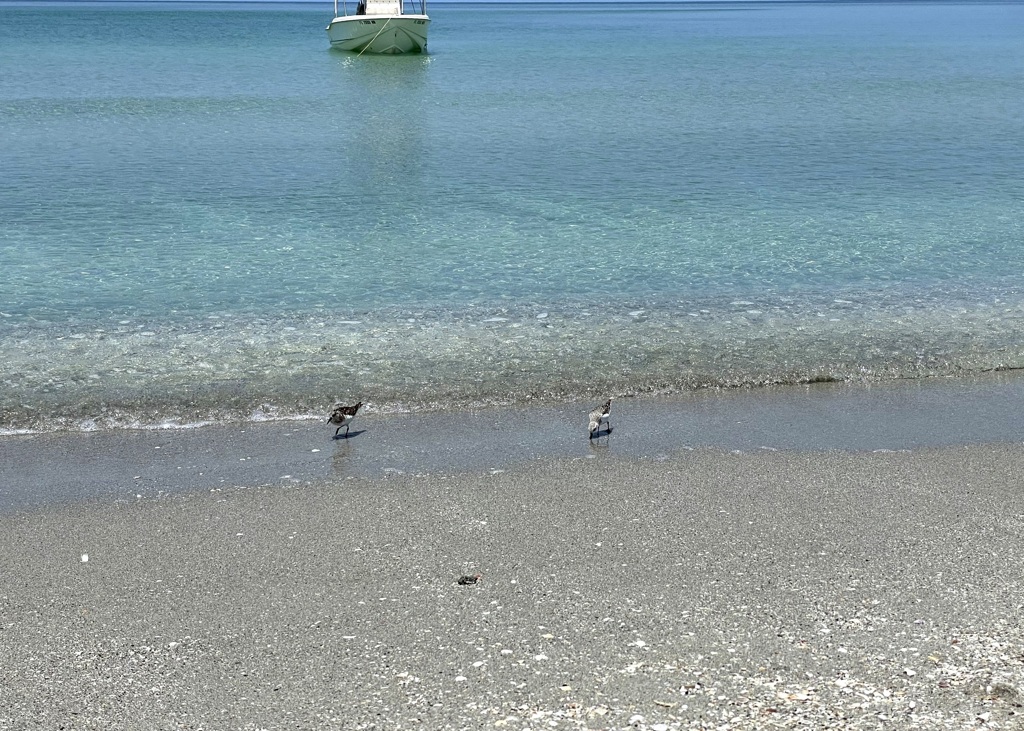 Sanderling and Black-bellied Plover 6-22