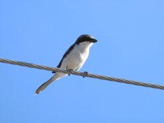 Loggerhead Shrike II 9-17-23