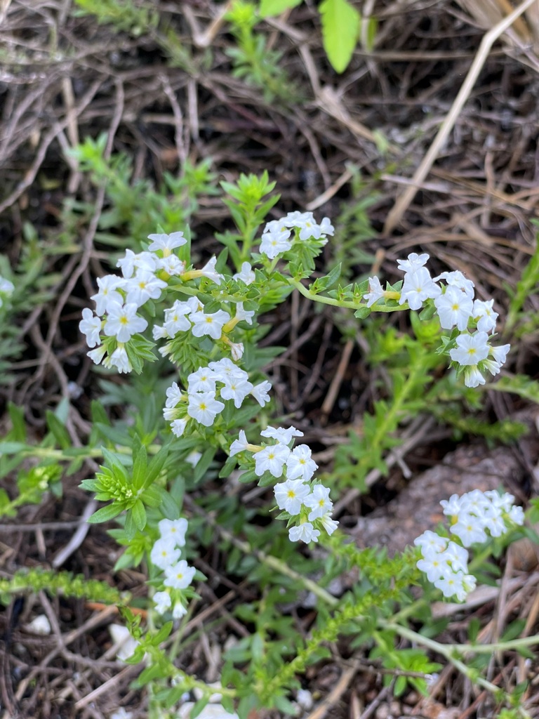 Euploca polyphylla 6-5-25
