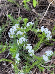 Euploca polyphylla 6-5-25