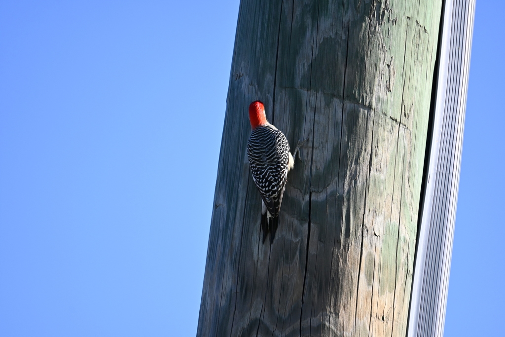 Red-bellied Woodpecker II 10-31-24