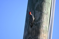 Red-bellied Woodpecker II 10-31-24