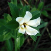 Opening... 8-2-23