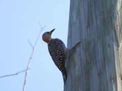 Female Red-bellied Woodpecker