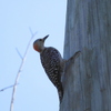 Female Red-bellied Woodpecker