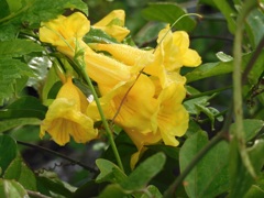 Yellow Bells 10-22-23