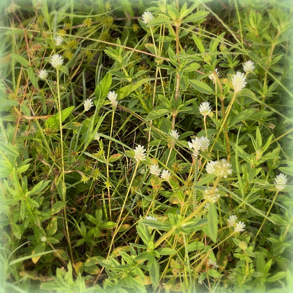 Prostrate Globe Amaranth 10-22-23