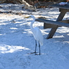 Picnic Table 11-26-24