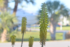 Aloe Vera VI 3-11-25