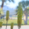 Aloe Vera VI 3-11-25