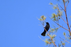 Red-Winged Blackbird II 10-28-23