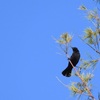 Red-Winged Blackbird II 10-28-23