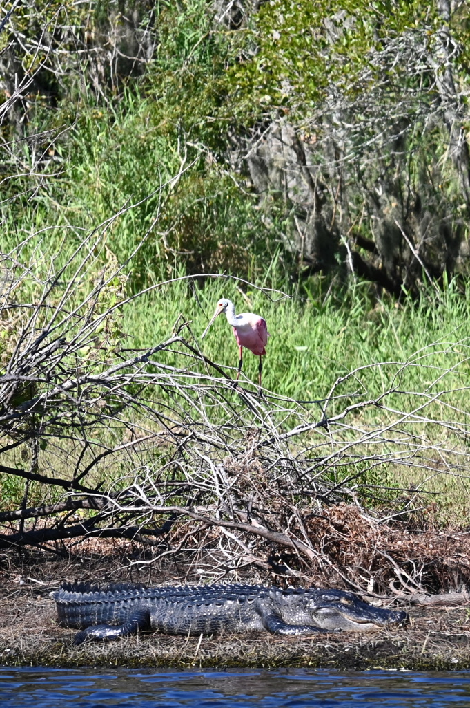 A Roseate Spoonbill and a Sleeping Gator